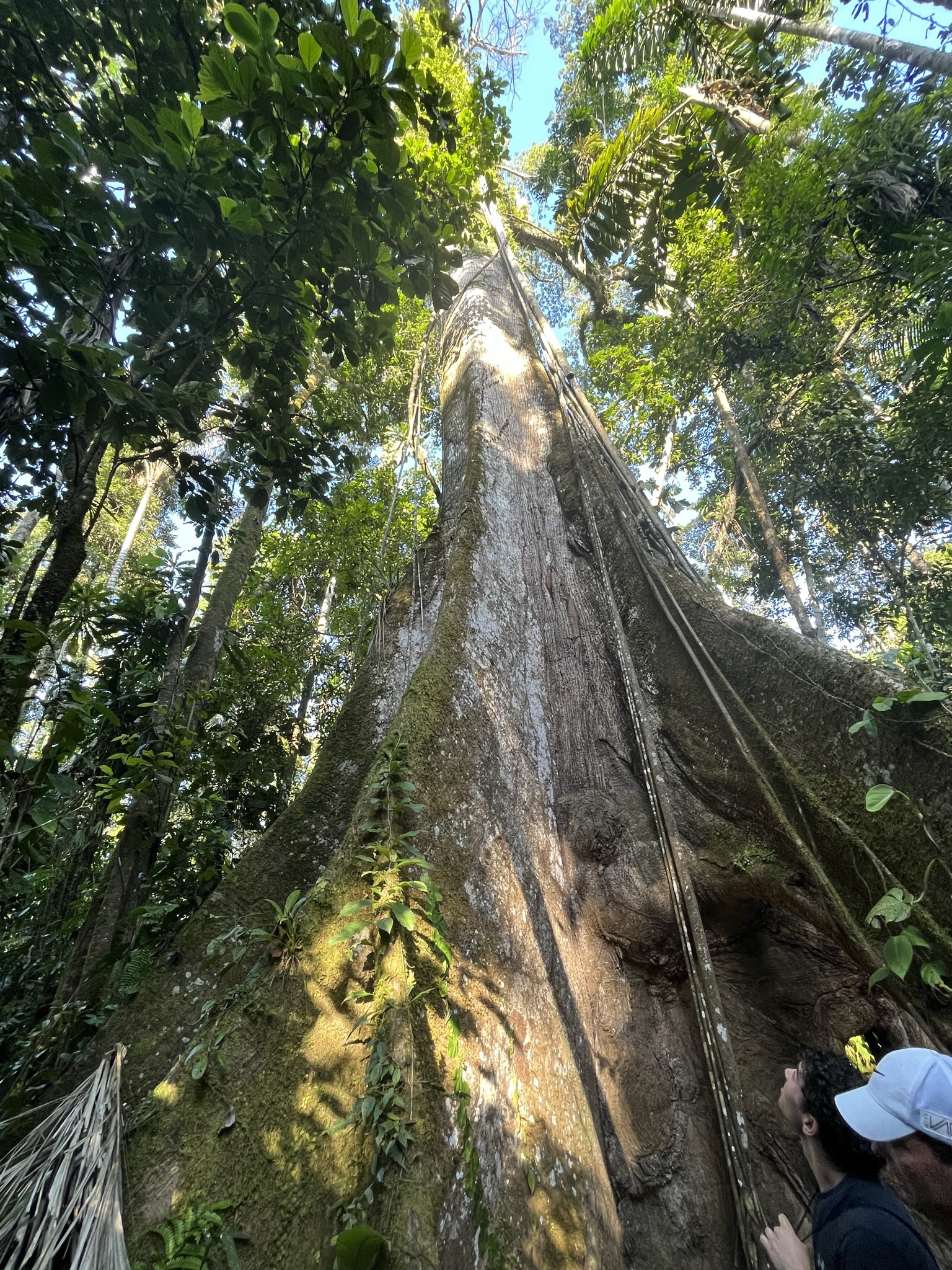 The Rainforest in Ecuador and the immediate need for sustainability